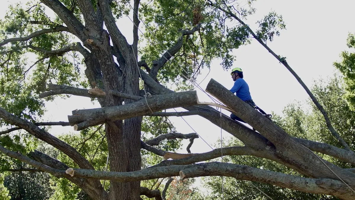 Professional Hazardous Tree Removal performed by certified arborists in Hilo